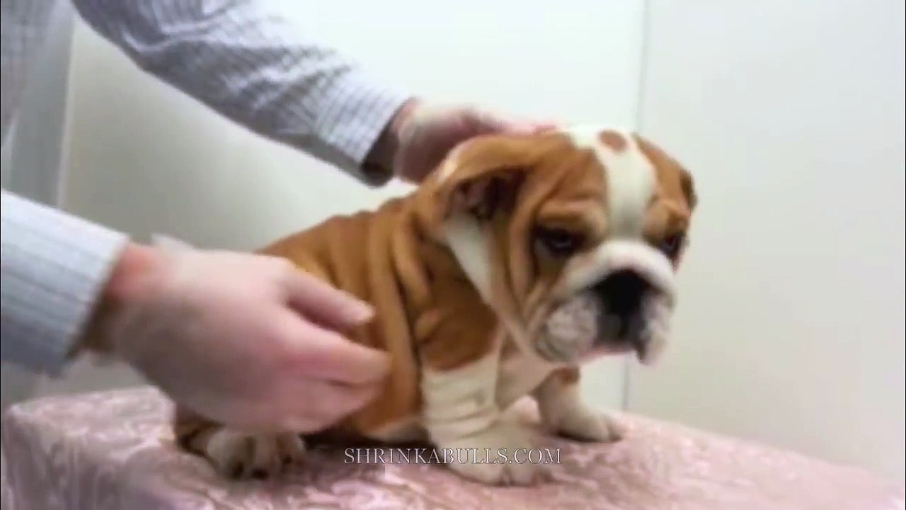 Picking up a bulldog puppy