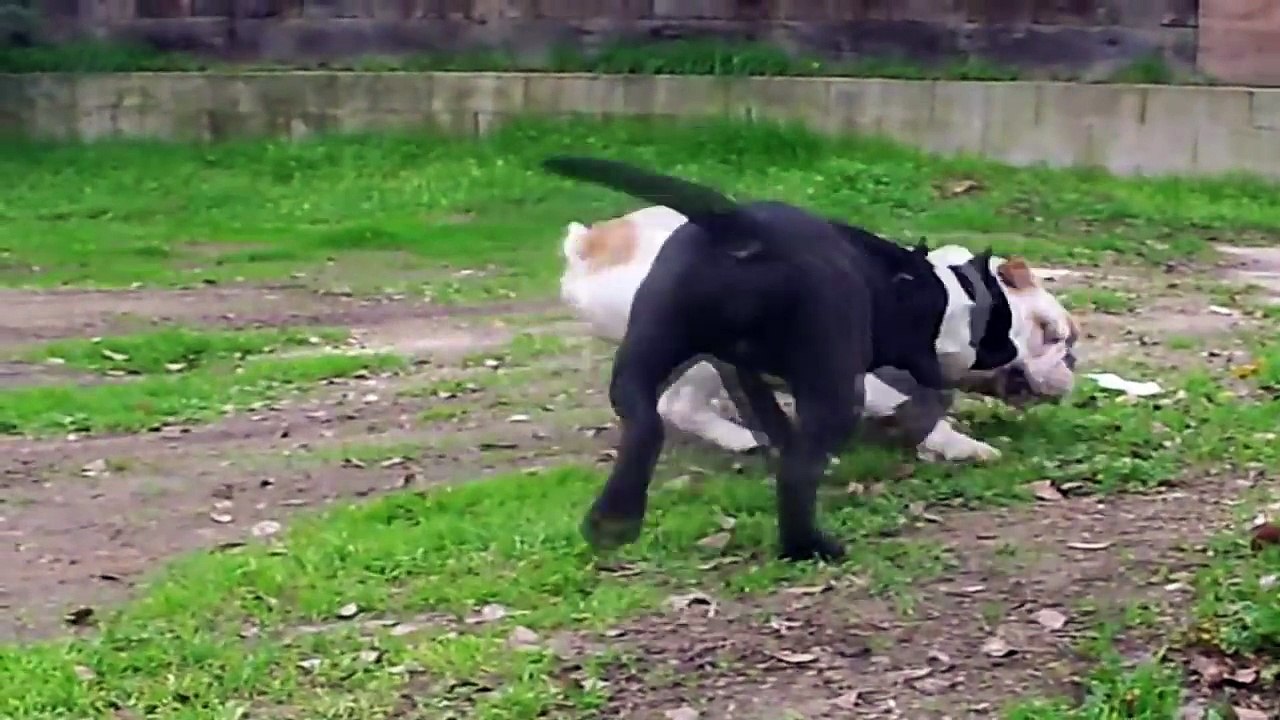 PITBULL VS BULLDOG