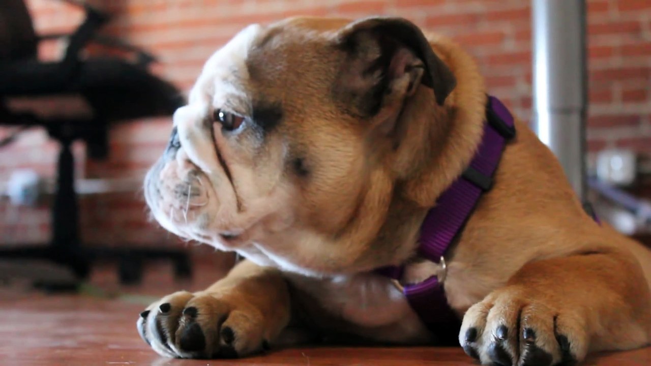 Porter the English Bulldog