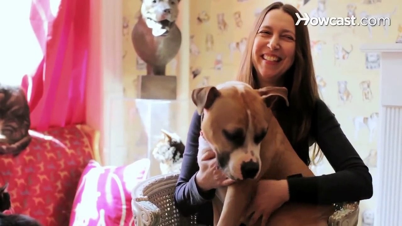 Pros & Cons of a French Bulldog   Dog Breeds