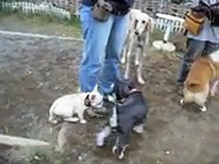 Puppy 20061106 French Bulldog[ShortVersion]