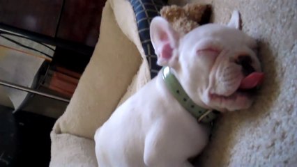 Ralph The All White French Bulldog Sleeping Champion