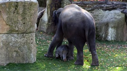 Los primeros pasos de un elefante indio en Praga