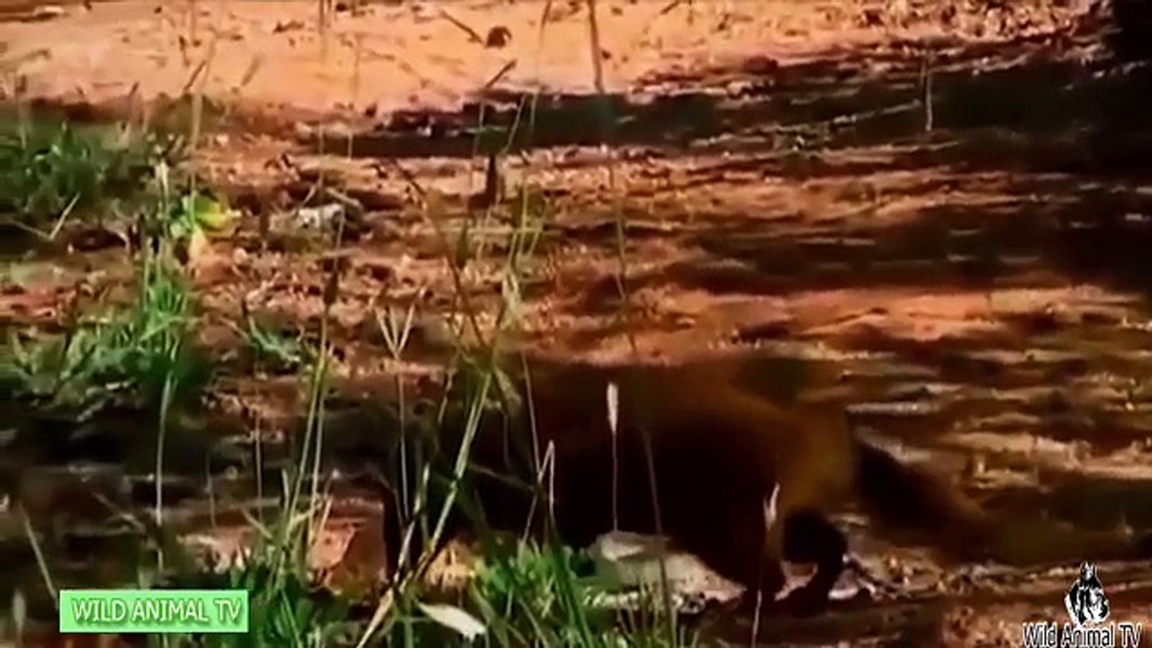 King Cobra vs Eagle, Squirrel, Mongoose & Bear Real Fight # Most Amazing Wild Animal Attac