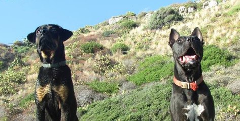 Pit Bull e Rott-Weiler Fratelli