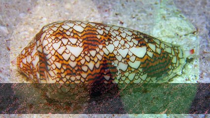 The Worlds 7 Most Amazing Snails