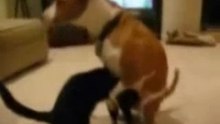 Dog humps catshead