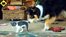 FUNNY VIDEOS: Funny Cats - Funny Dogs - Dogs Love Kittens - Funny Animals - Funny Cat Videos
