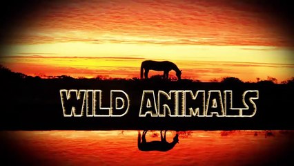 Funny Animals - Stealing Food Compilation