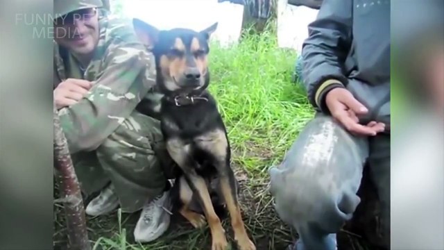 Animals Falling Asleep Funny Animals Trying to Stay Awake Compilation (HD) [Funny Pets]