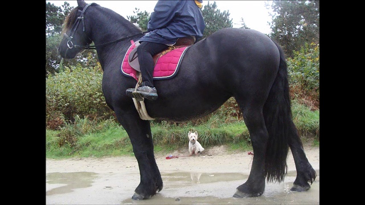 Cours chiens/cheval plage