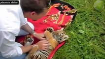Magnifique!!! des animaux qui s'amuse bien comme il faut