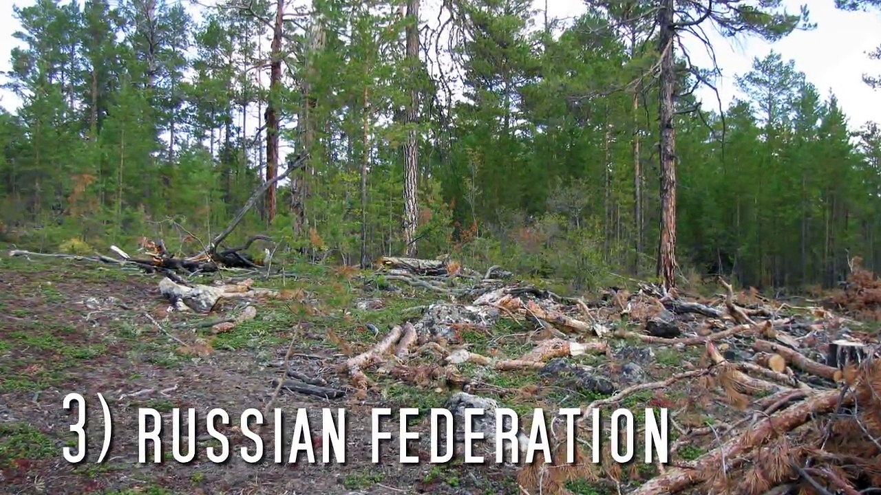 Top 10 Countries With Highest Deforestation