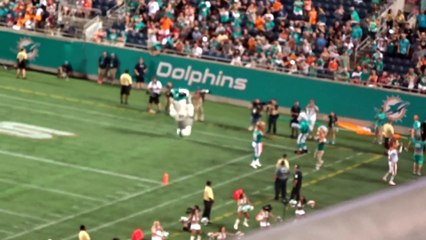 Miami Dolphin jumping around