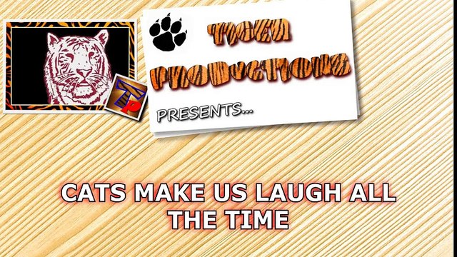 Cat fails compilation 2016