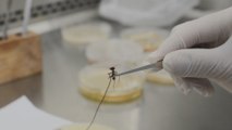 Descubren antibiótico en Costa Rica producido en hormigas