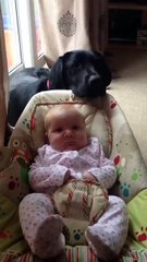 Fiel amigo desde o início | QCENA.COM