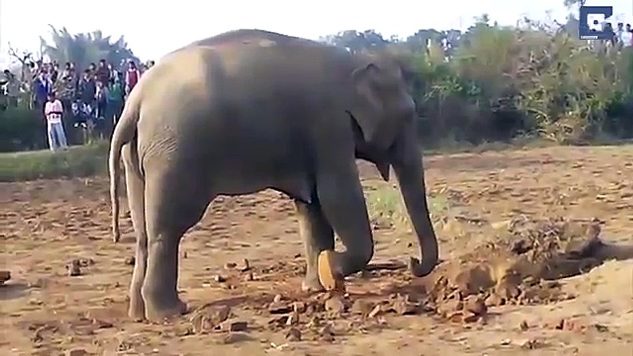 éléphant