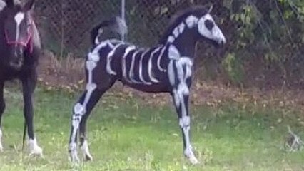 Horse Gets Dressed Up For Halloween, Owner Joins RTM