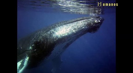 Sons Estranhos No Ártico, assustando animais e pesquisadores 2016