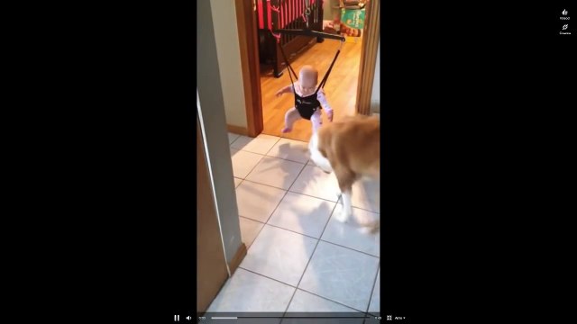 собака очень смешно учит ребенка прыгать