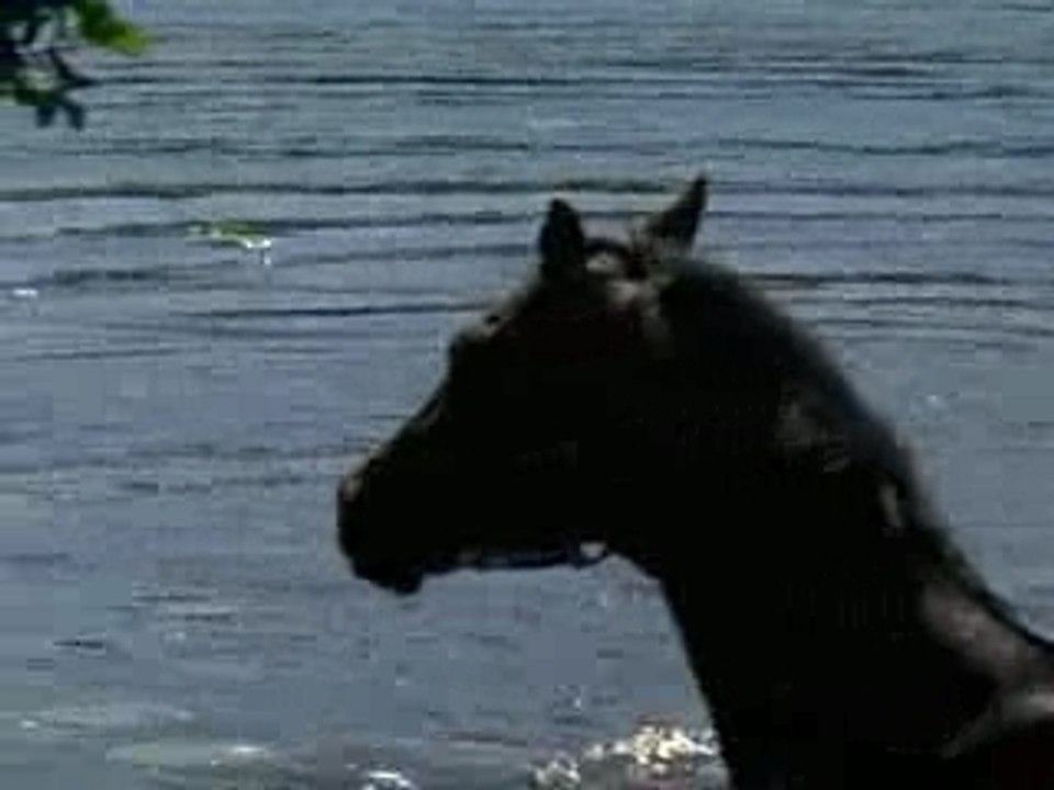 Schwimmendes pferd