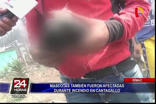 Cantagallo: veterinarios atendieron a mascotas afectadas por incendio