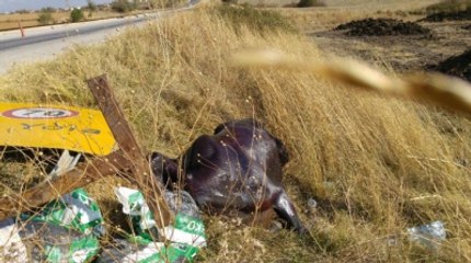 Kesilmekten Kurtuldu Araba Çarptı