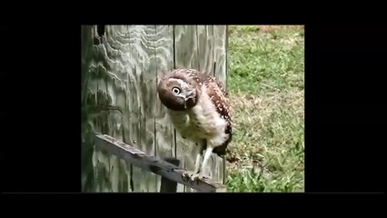 Cute Birds - Burrowing Owl in Florida, USA by Heykade_