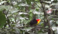 Birds Wire-tailed Manakin wild,vibrant images and true, HD 2016