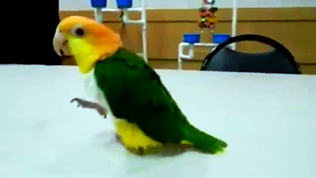 Cute Birds