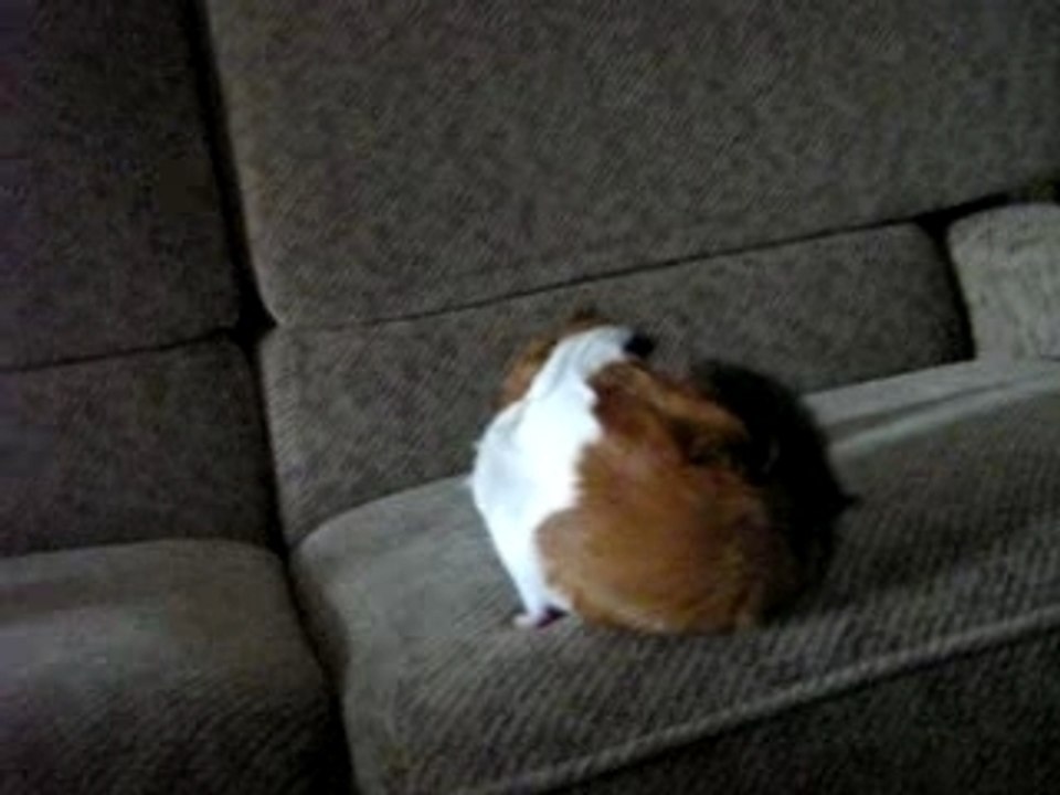 hamtaro, a 3 mois!!!