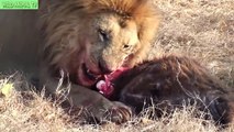 Lions vs Buffalo, León vs Cocodrilo | Real de la Lucha de la Mayoría de los Increíbles Animales Ataque #PARTE2