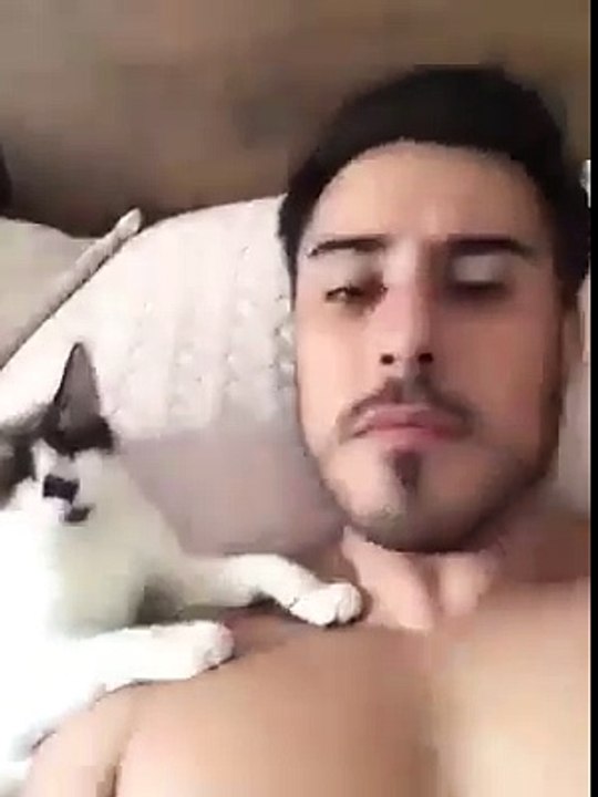 Gato Cariñoso