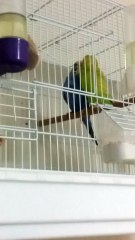 Havada Aşk Kokusu var