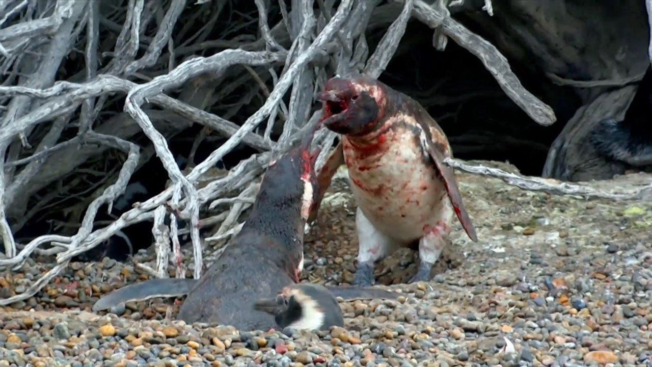 Une violente bagarre de manchots