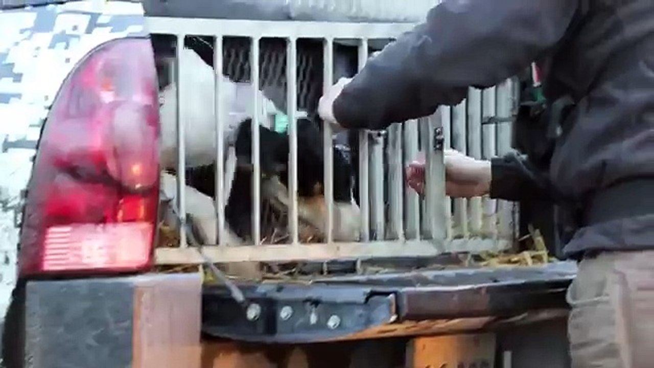 La chasse à lours avec des chiens