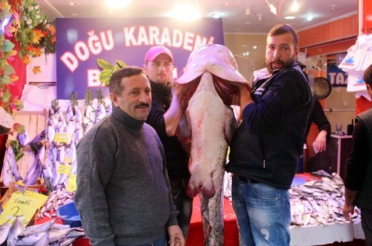Porsuk Barajı'ndan Çıkan 78 Kiloluk Yayın Balığı Görenleri Şaşırttı