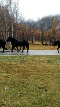 transhumance des chevaux mérens 05/11/ 2016 640