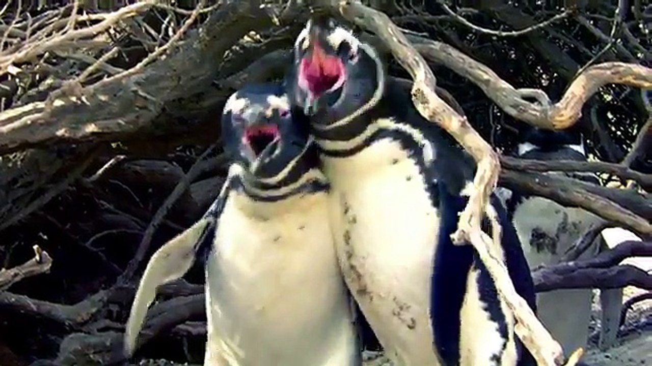 Une violente bagarre de manchots