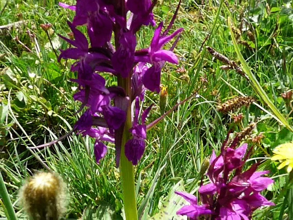 Orchis mâle