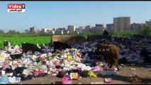 بالفيديو.. شوارع دمنهور تتحول لتلال من القمامة إلا شارع المحافظ