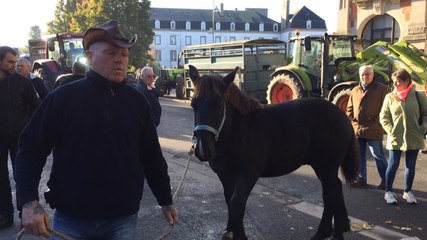 La 15e édition de la foire aux poulains