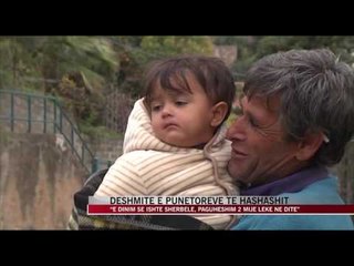 Dëshmitë e punëtoreve të hashashit - News, Lajme - Vizion Plus