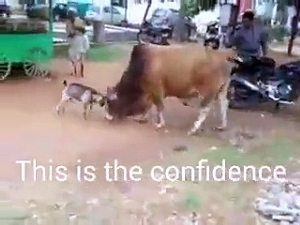 bull us goat