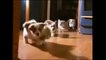 Funny Animals Dancing Video Compilation Includes Dancing Cats, Dogs and Pets to music