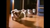 Funny Animals Dancing Video Compilation Includes Dancing Cats, Dogs and Pets to music