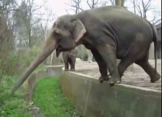 Whatsapp funny video Funny Elephant Clips 2016