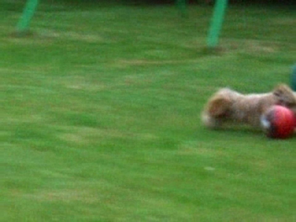 mon chien