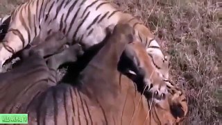 Lion vs Tiger to Death, Lion vs Buffalo Real Fight# Most Amazing Wild Animal Attacks Wild